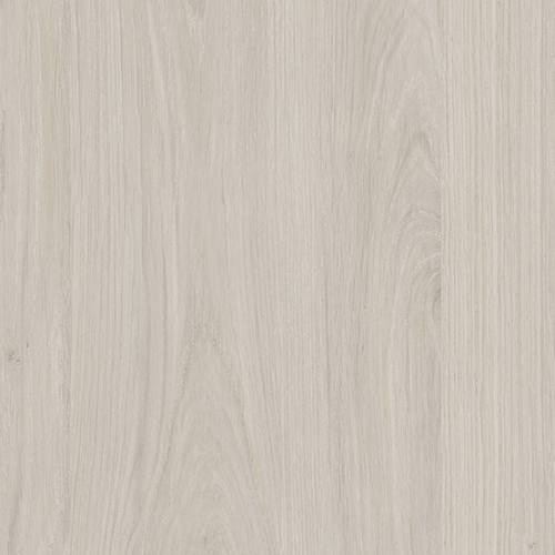 Дъб Касела бял